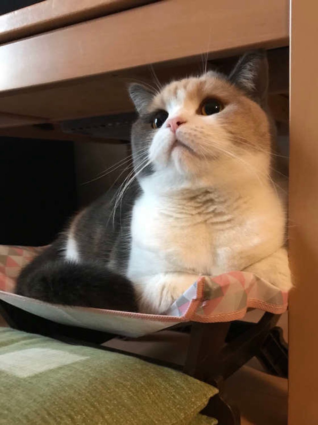 猫の平均寿命 種類や性別 飼い方で変わるってホント ねこのきもちweb Magazine 猫の平均寿命 種類や性別 飼い方で変わるってホント ねこのきもちweb Magazine