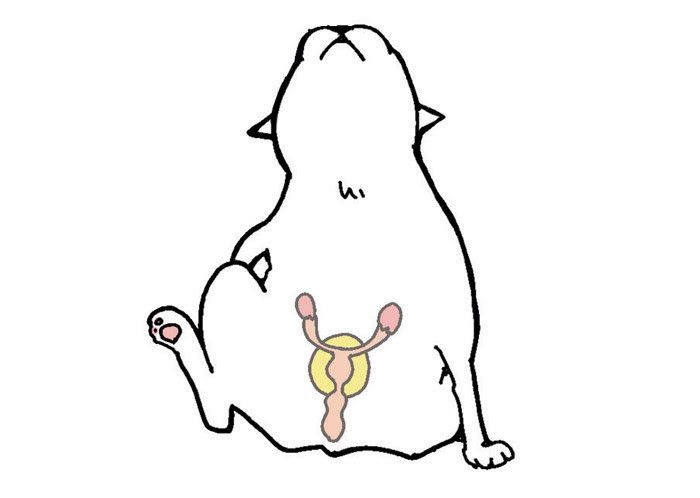 「ねこのきもち」2016年5月号