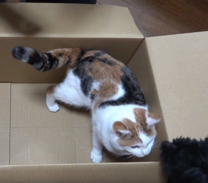 ダンボールに入る三毛猫