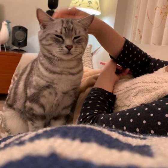 頭を撫でてもらうアメリカンショートヘア