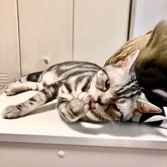 眠そうなアメリカンショートヘア