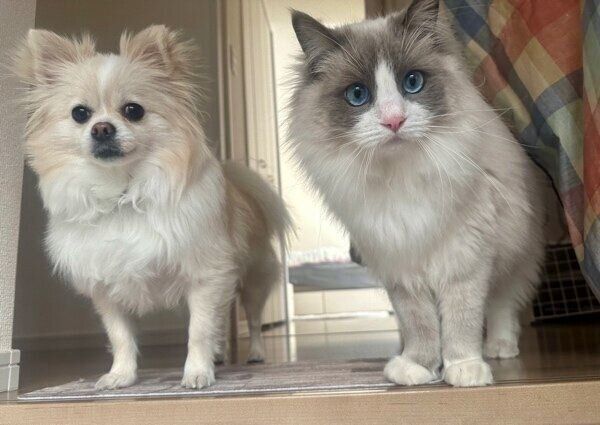 良きパートナーの乃蒼くんとこはくちゃん