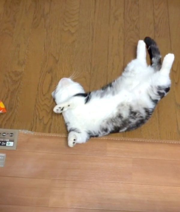 かまってもらいたいマンチカン