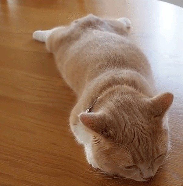 うつ伏せで寝るマンチカン