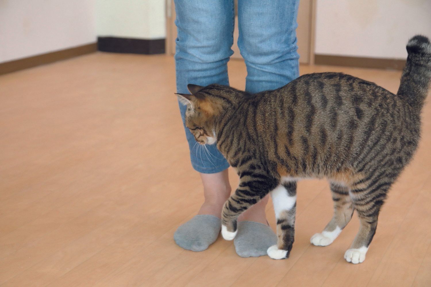 画像／2018年４月号『春は猫もソワソワ、ワクワク猫の恋劇場』