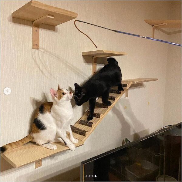 DIYキャットウォーク