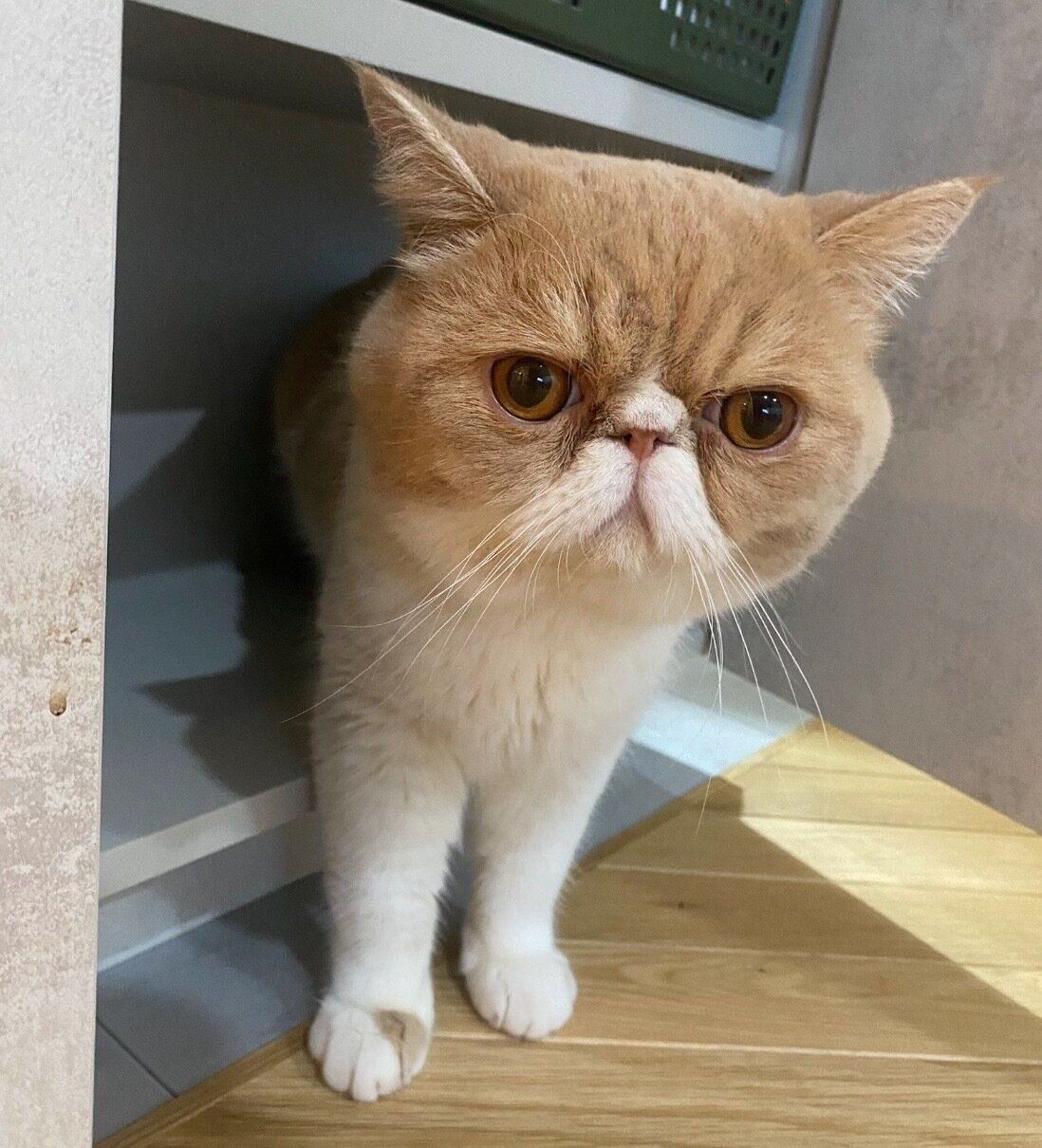 棚から出てくるちゃまろくん