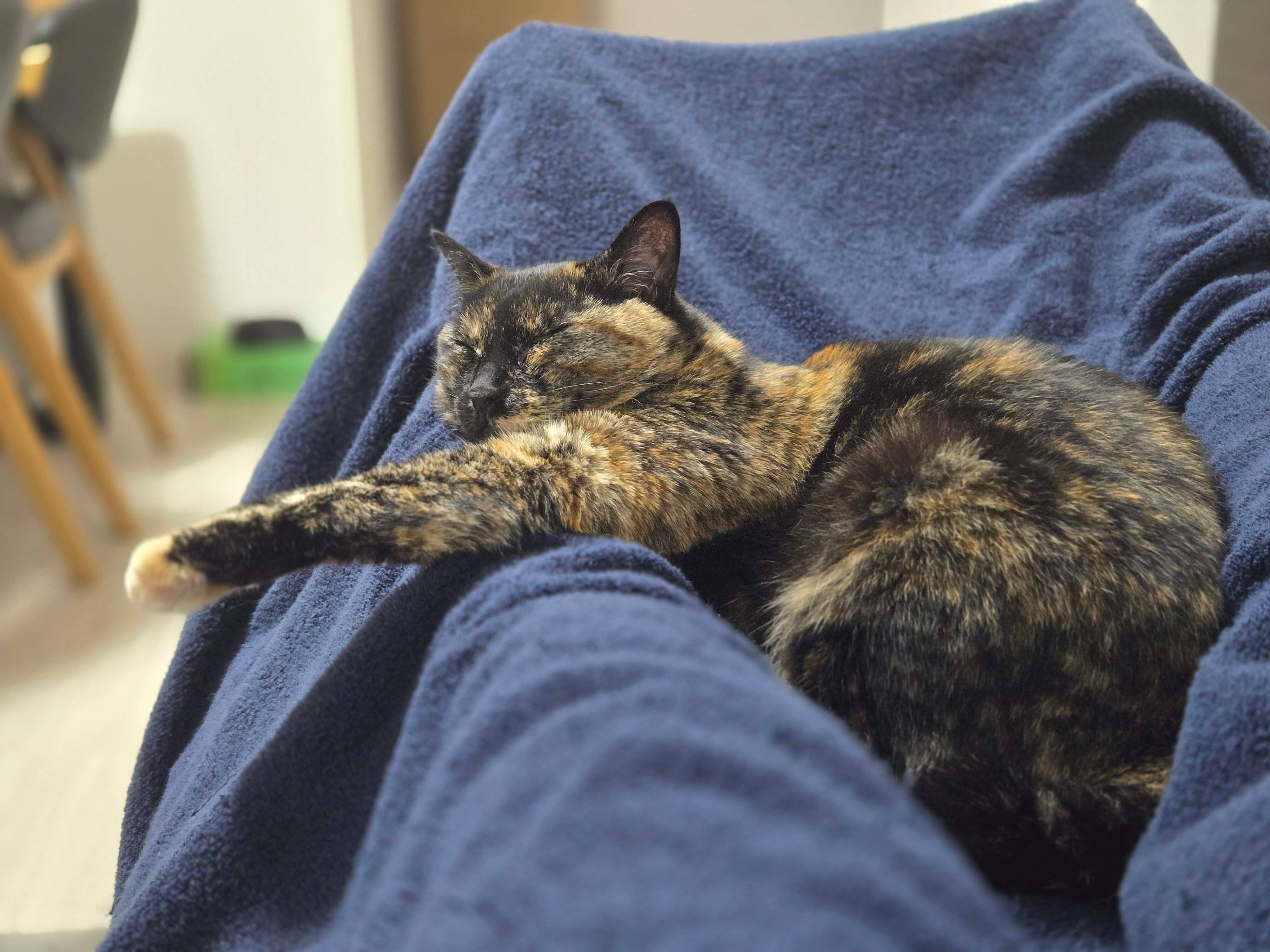 飼い主さんの膝の上で眠るのあちゃん