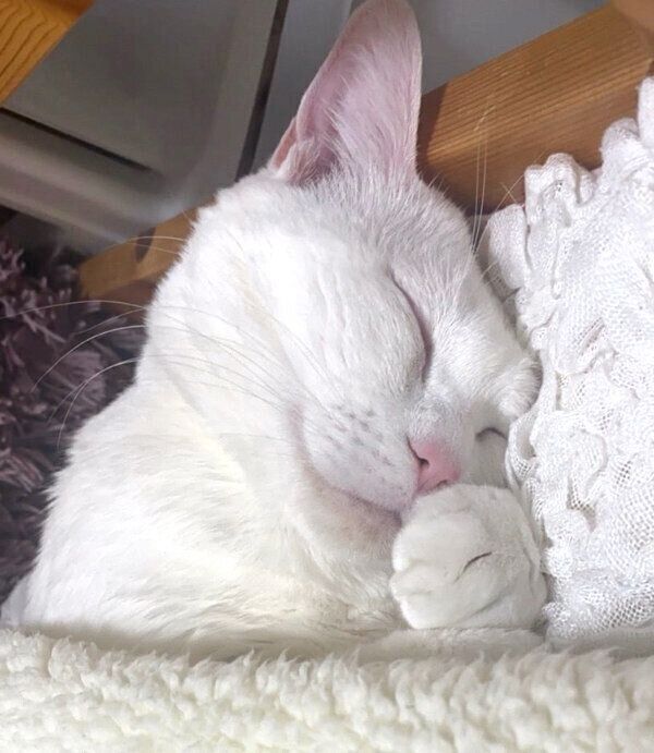 気持ちよさそうに眠るむぎちゃん