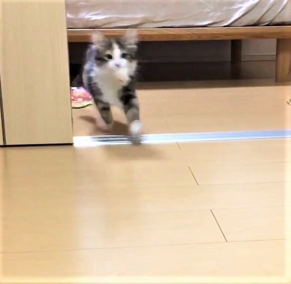 おもちゃを取りに行く子ねこ