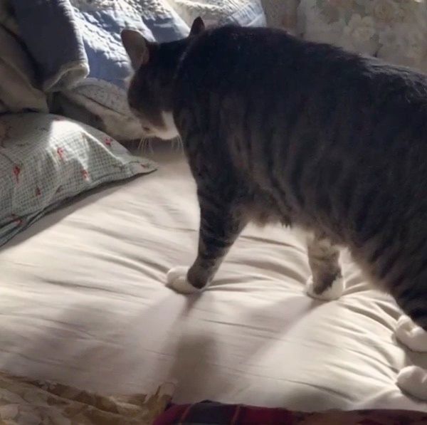 ベッドの上でまったりする猫