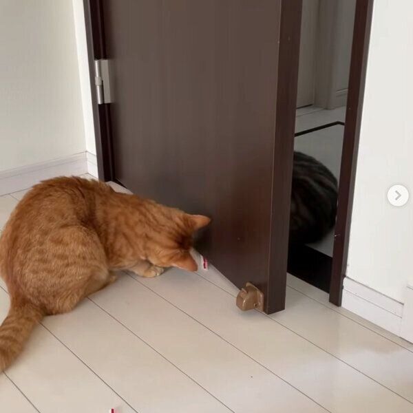 ドアの前で怪しい動きをするサクくんとヨルくん