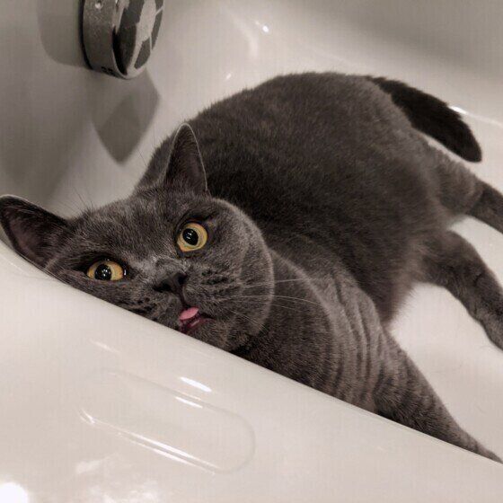 ブリティッシュショートヘアのあおちゃん