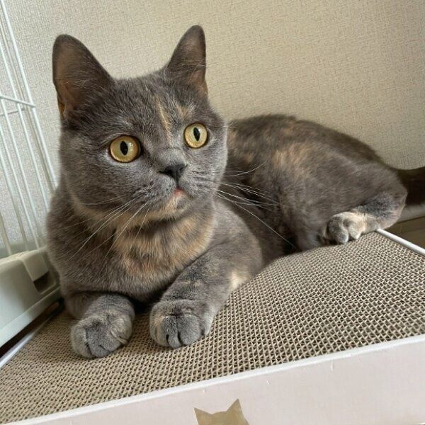 爪とぎベッドでまったりするグクちゃん