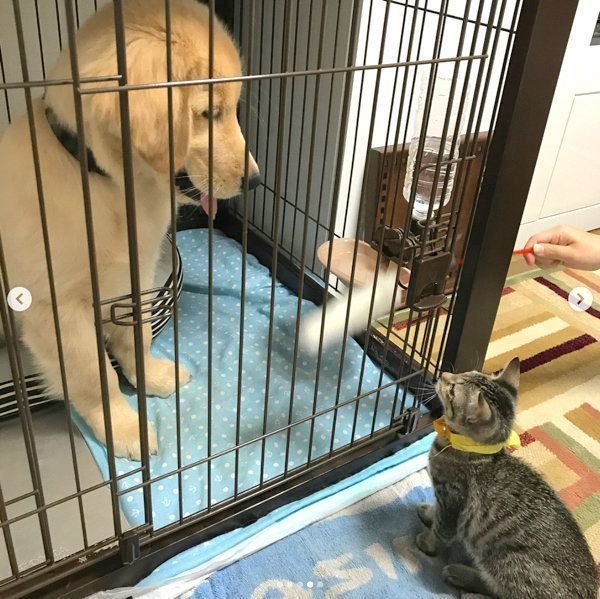 見つめ合うくうちゃんとかいくん