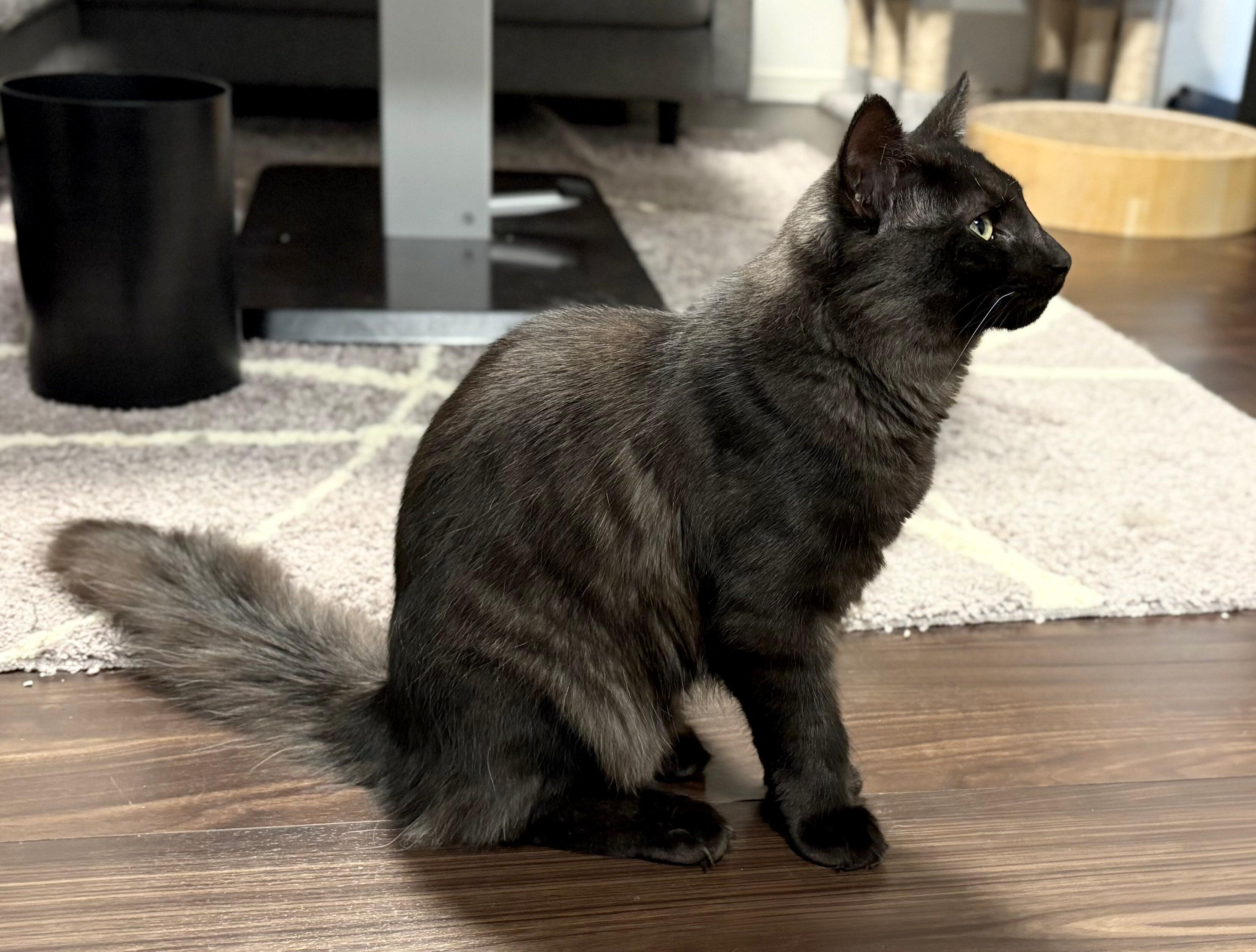 床に座るノルウェージャンフォレストキャット