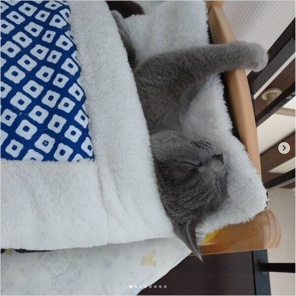 3COINSの猫グッズ