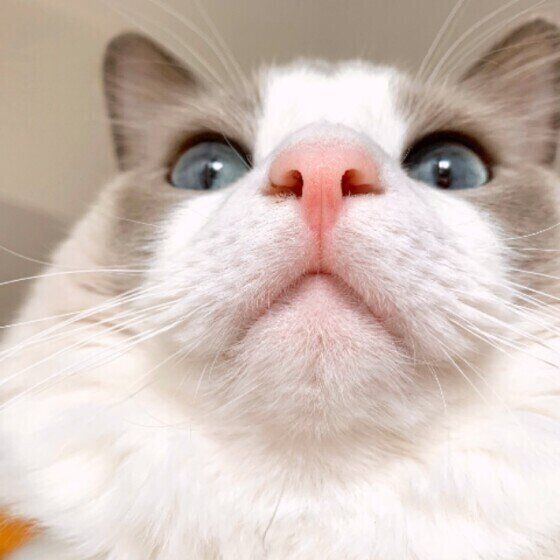 見上げるラグドール