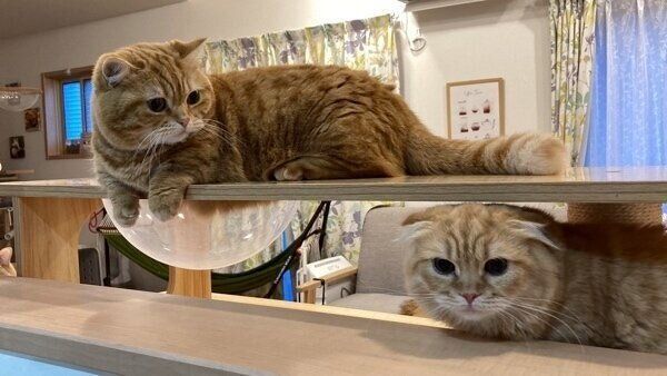 なにやら警戒するぷてぃこちゃん