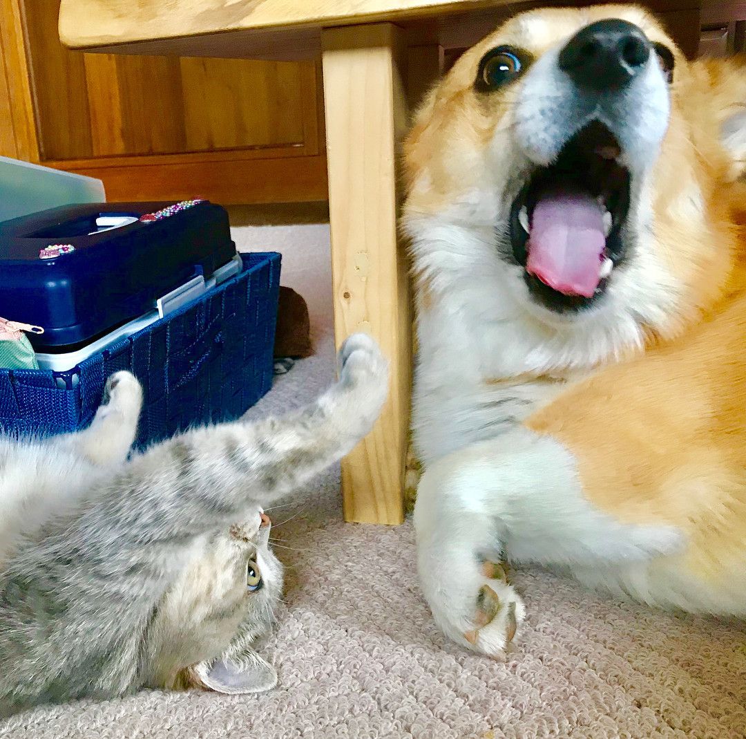 コーギーに猫パンチするマンチカン