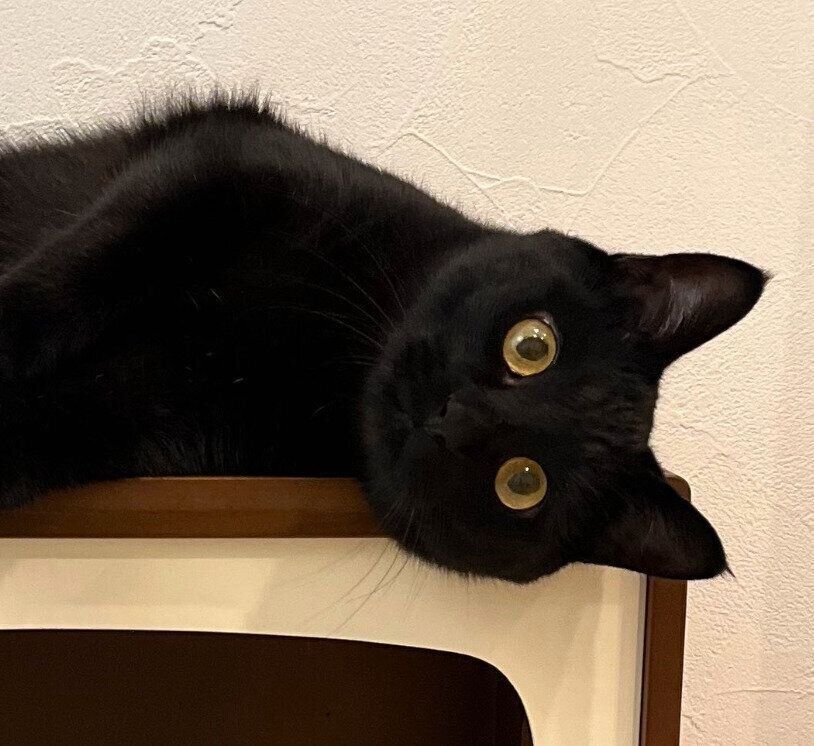 くつろぐうにくん