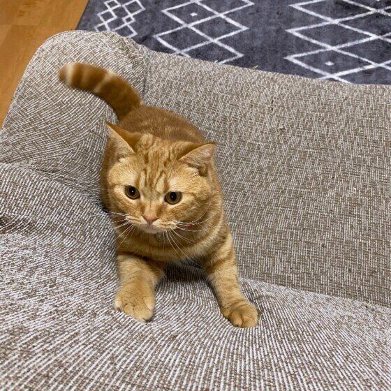 スコティッシュフォールドのこむぎ。くん