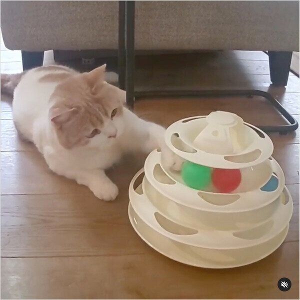 3COINSの猫グッズ