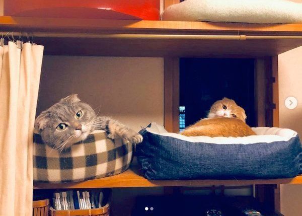 マンチカンのポポタちゃんとスコティッシュフォールドのピノコちゃん