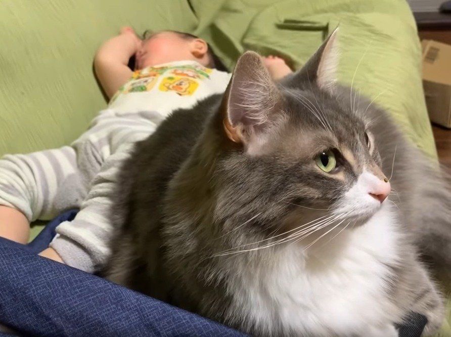 赤ちゃんに寄り添う猫