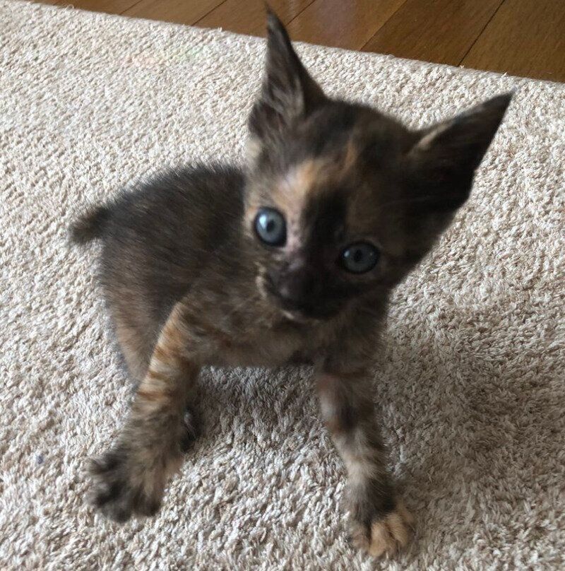 子猫時代のチョコちゃん