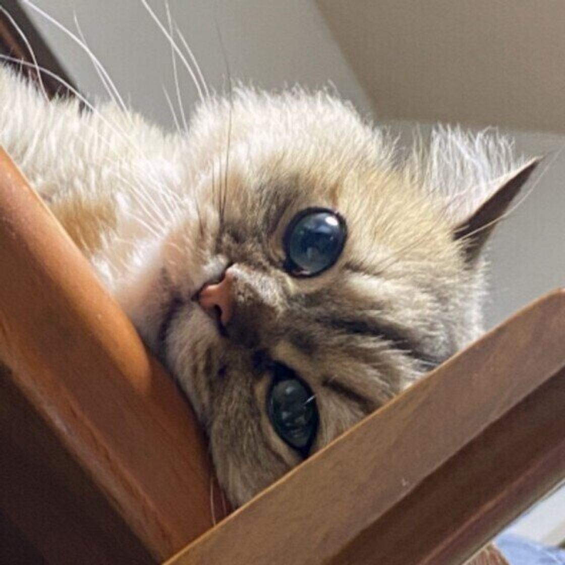 猫が家族の中で自分にだけなつかないのはなぜ なついてもらうために心がけたいこと ねこのきもちweb Magazine 猫が家族の中で自分にだけなつかないのはなぜ なついてもらうために心がけたいこと ねこのきもちweb Magazine