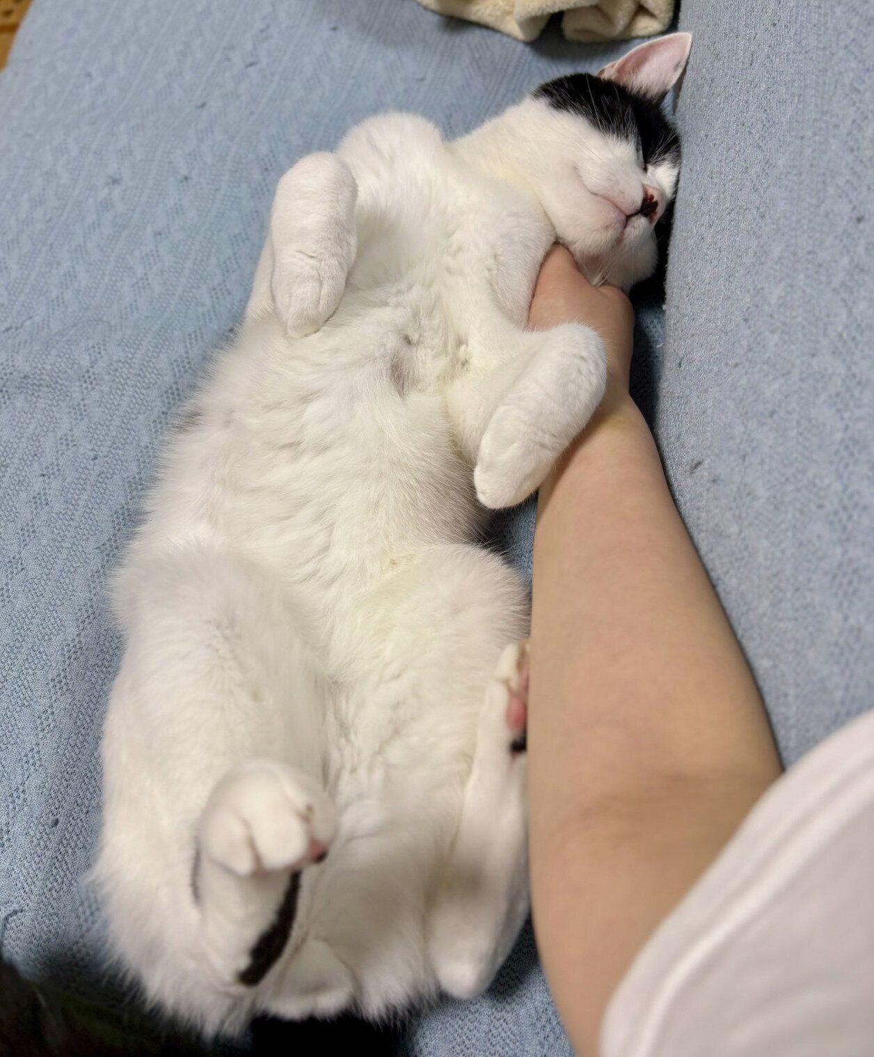 ヘソ天するむすびくん