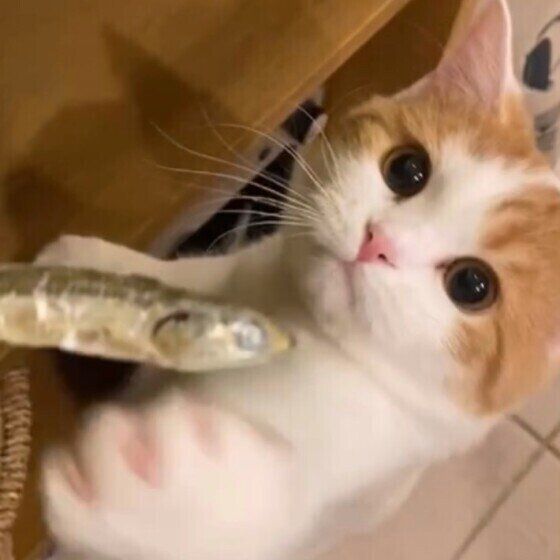 背伸びをして煮干しに猫パンチをしようとしているスコティッシュフォールド