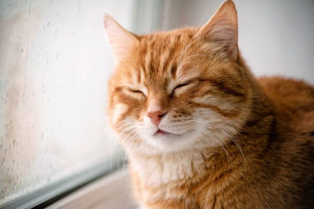 窓際に座って目を細めている猫