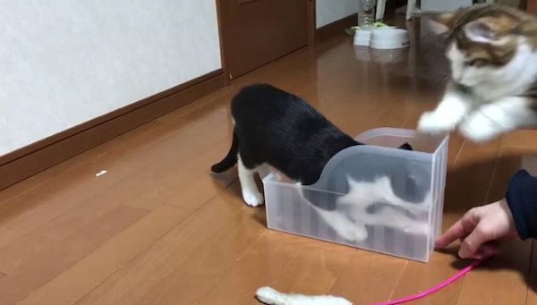 箱に夢中な猫