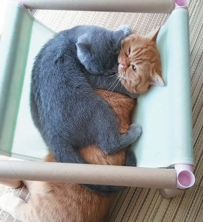 くっついて寝る猫たち