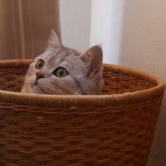 かごの中に入る猫