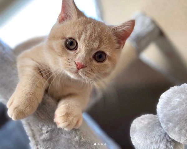 キャットタワーで遊ぶむぎくん