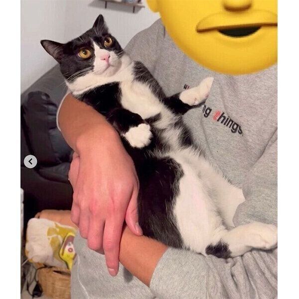 パパさんに抱っこされて固まるぽんずちゃん