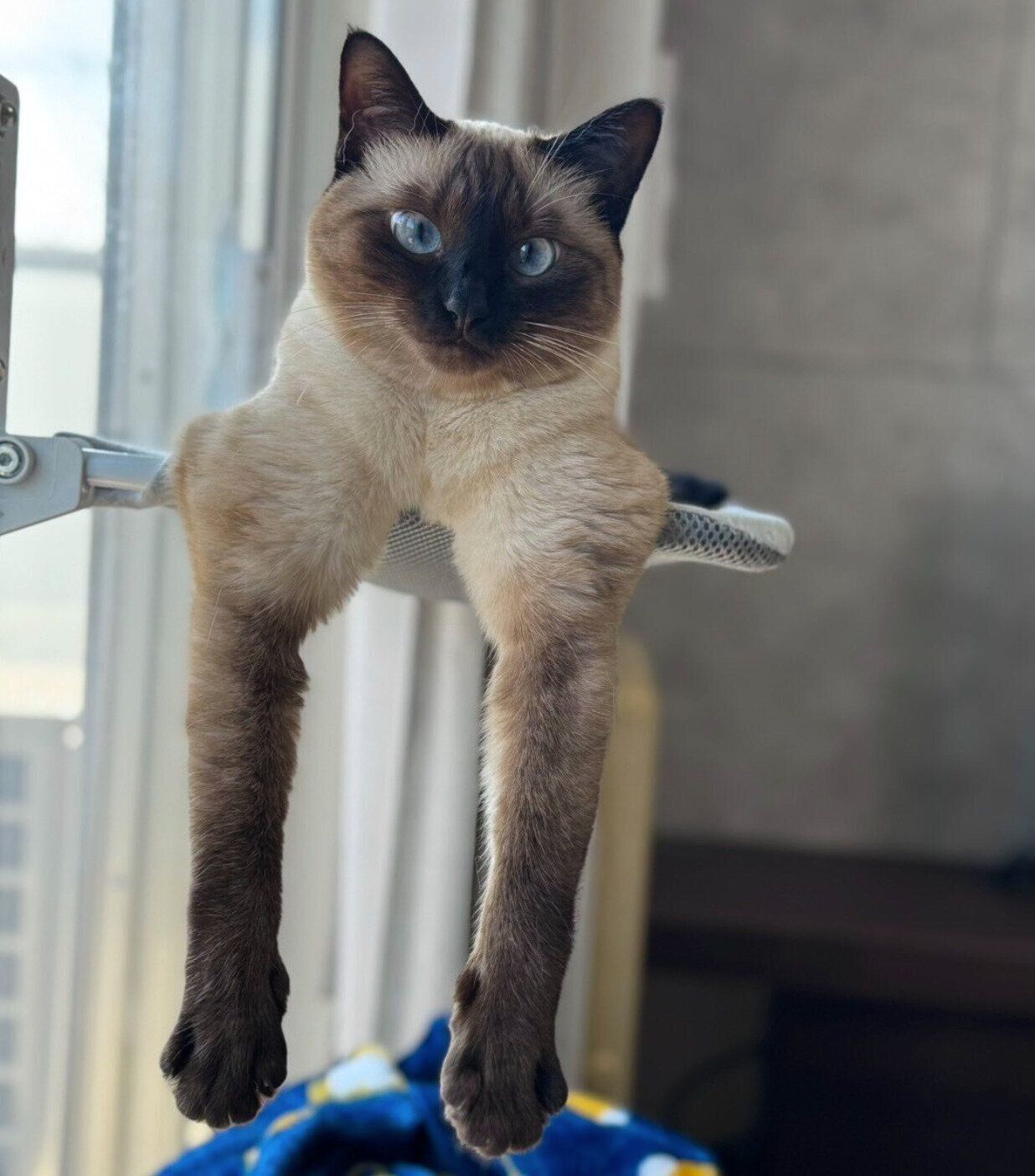 「遊びなさい...」とアピールするすずりちゃん