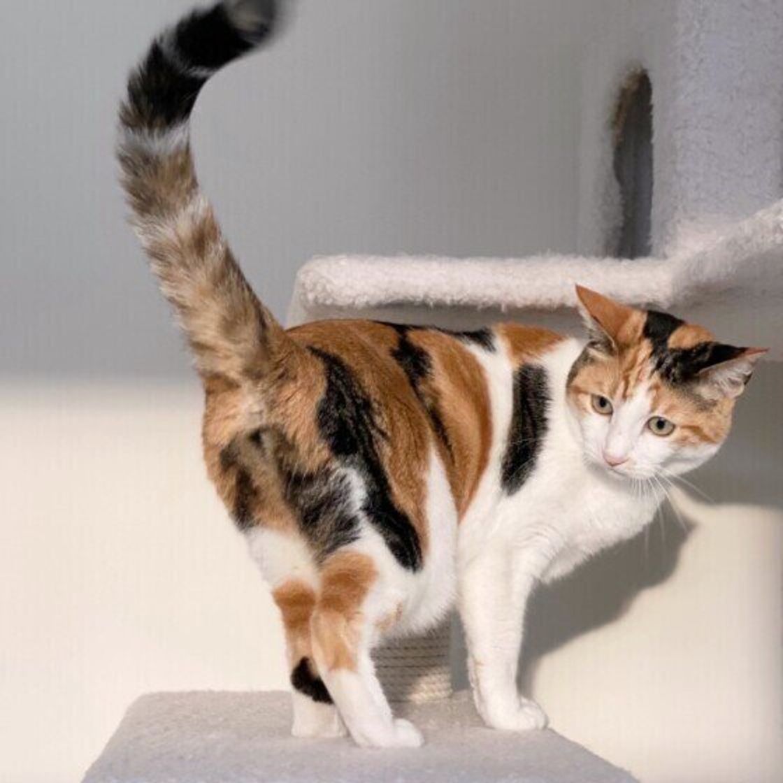どれだけ知ってる しっぽや能力 ミックス猫のトリビア4選 ねこのきもちweb Magazine どれだけ知ってる しっぽや能力 ミックス猫のトリビア4選 ねこのきもちweb Magazine