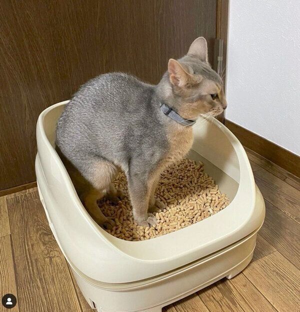 トイレ中のティトちゃん