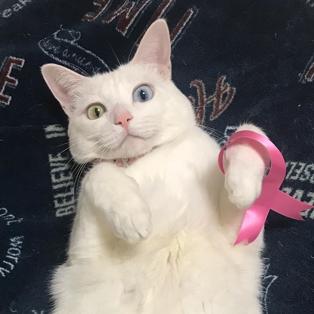 ☆サバトラ・猫・リボン・ジャンピング猫・チャーム サバトラ