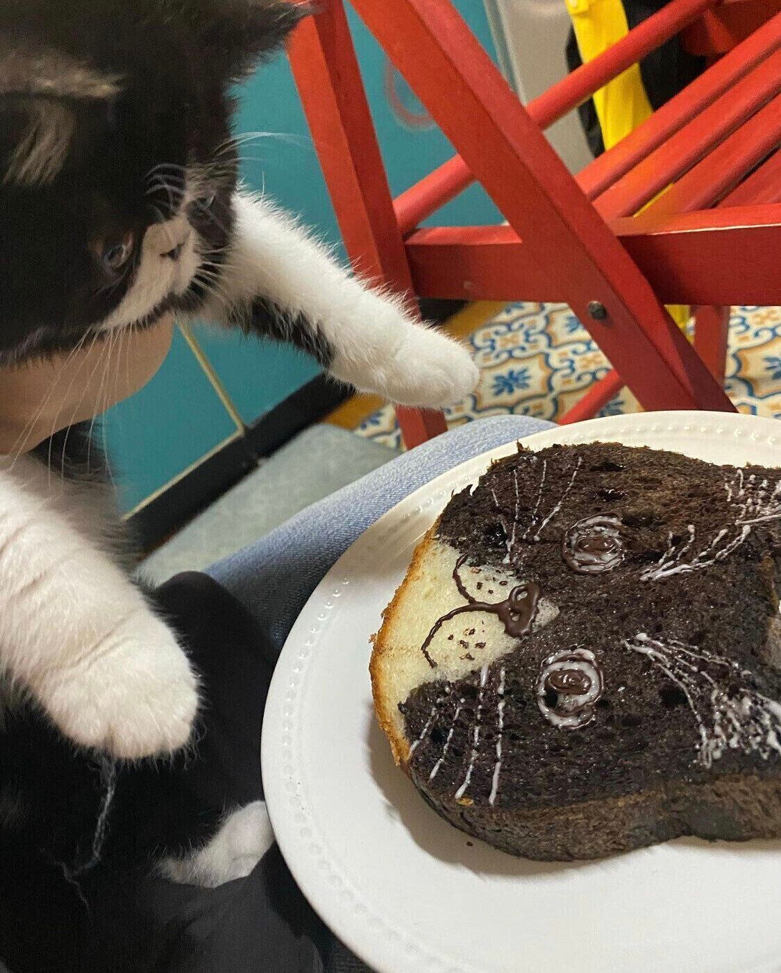 エキゾチックショートヘアのおはぎちゃん