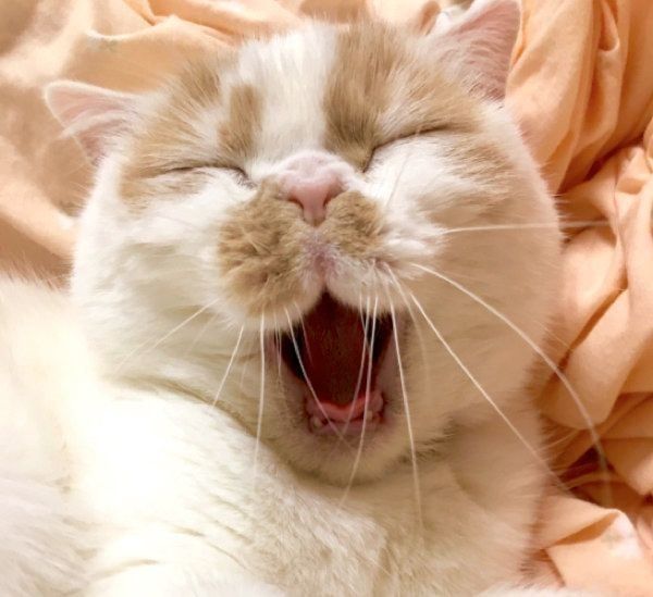 あくびをするホイちゃん