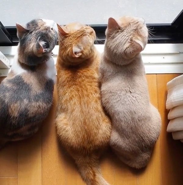 仲良く外を見るココちゃん、ネネちゃん、ララちゃん