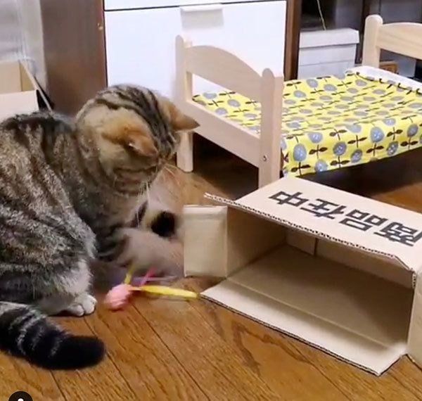 箱に入りたい寅次郎くん