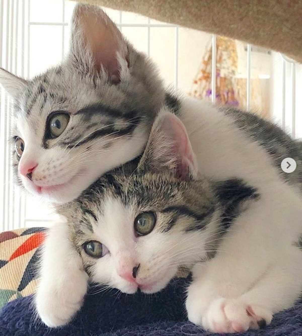 はじめての猫との生活 保護猫2匹と家族になって得られた大切なこと ねこのきもちweb Magazine はじめての猫との生活 保護猫2匹と家族になって得られた大切なこと ねこのきもちweb Magazine
