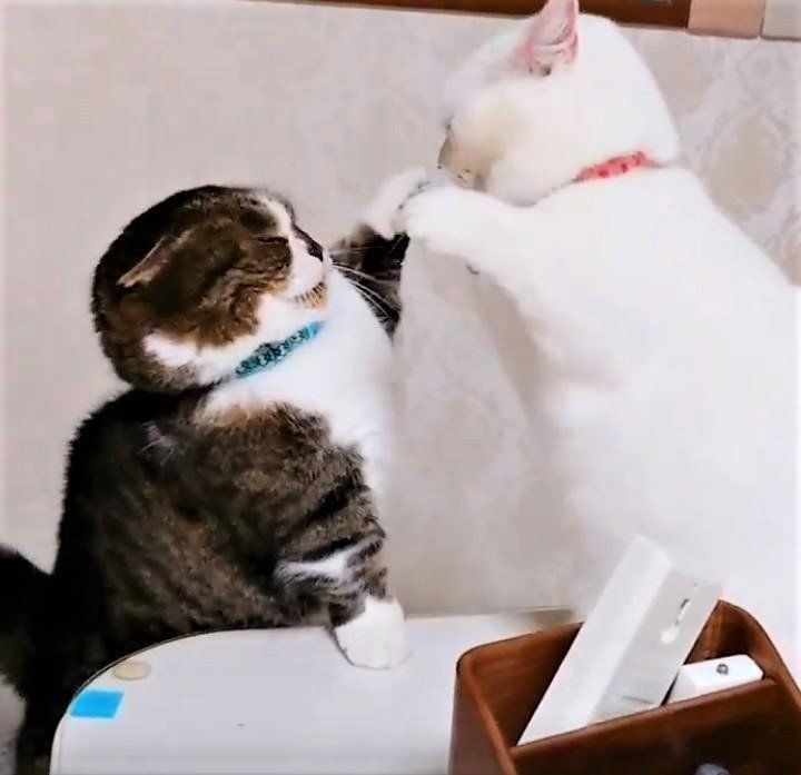 マンチカンのけんか