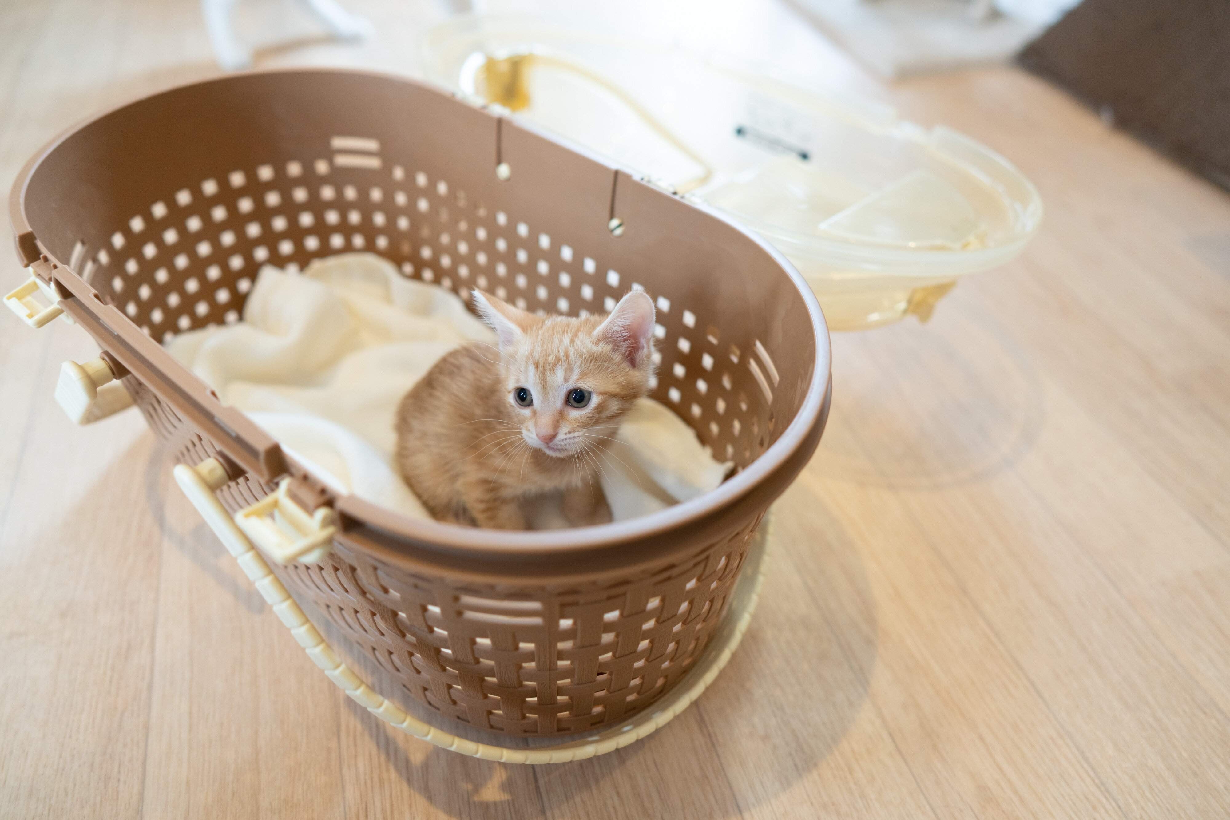 撮影／石原さくら